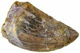 Carcharodontosaurus Tooth - Real Dinosaur Tooth #311054-1